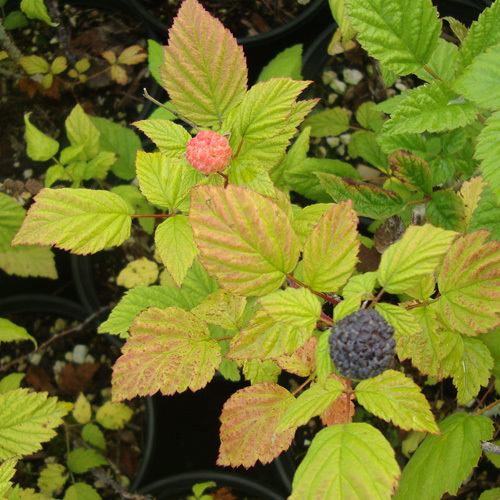 Rubus leucodermis                       , Black Raspberry