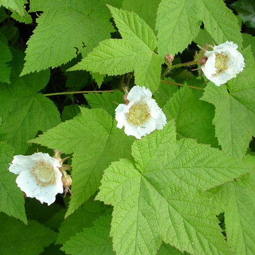 Rubus parviflorus                        , Thimbleberry