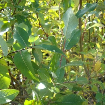 Salix hookeriana, Hooker&#39;s Willow