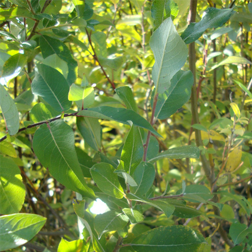 Salix hookeriana, Hooker&#39;s Willow