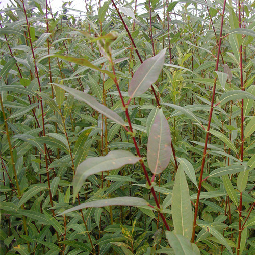 Salix lasiandra, Pacific Willow