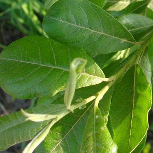 Salix sitchensis, Sitka Willow