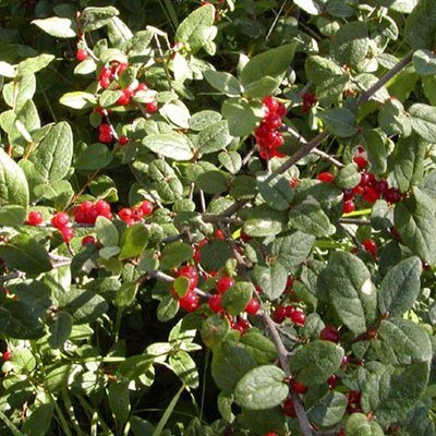 Shepherdia canadensis, Buffalo-Berry/Soapberry
