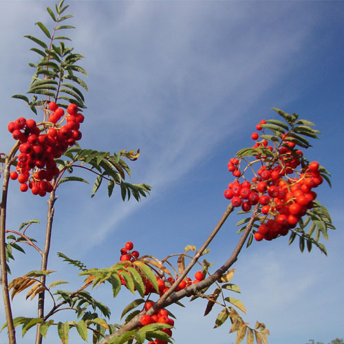 Sorbus sitchensis, Sitka Mountain Ash