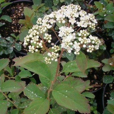 Spiraea betulifolia, Birch Leafed Spiraea