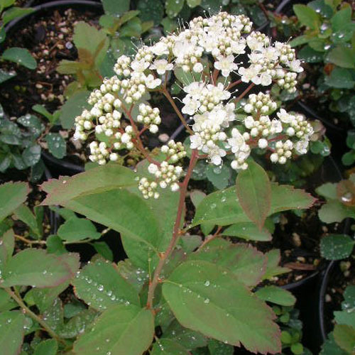 Spiraea betulifolia, Birch Leafed Spiraea