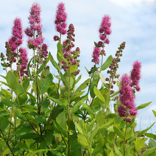 Spiraea douglasii, Hardhack