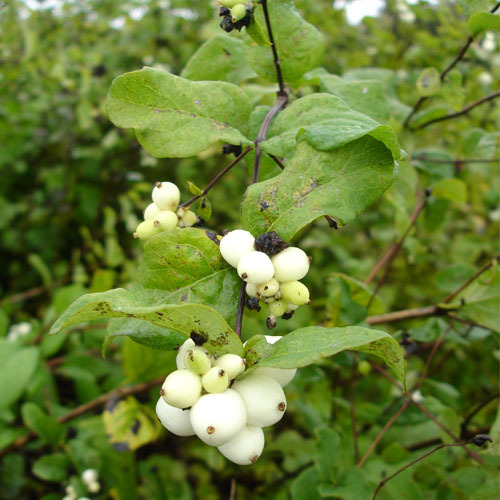 Symphoricarpus albus, Snowberry