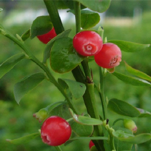 Vaccinium parvifolium, Red Huckleberry