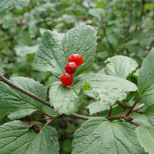 Viburnum edule, Highbush Cranberry