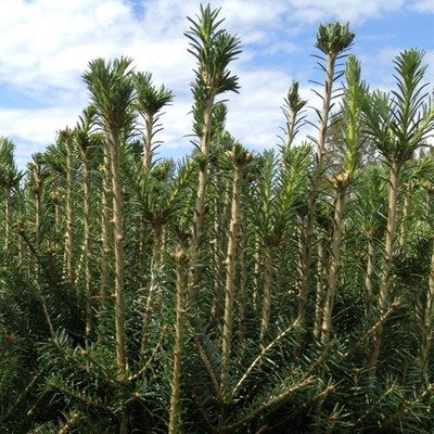 Abies fraserii, Fraser Fir