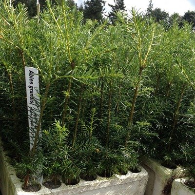 Abies grandis, Grand Fir