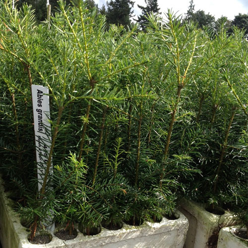Abies grandis, Grand Fir