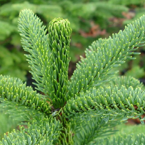 Abies procera, Noble Fir