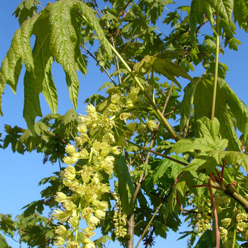 Acer macrophyllum, Big-Leaf Maple
