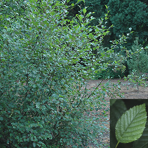 Alnus sinuata, Sitka Alder