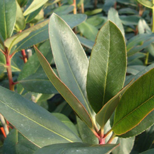 Arbutus menziesii, Arbutus (Madrone)