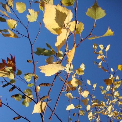 Betula papyrifera, Paper Birch