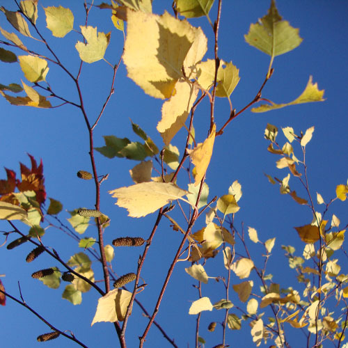 Betula papyrifera, Paper Birch
