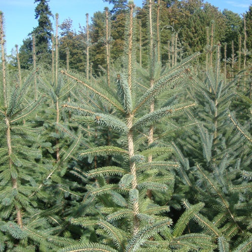 Picea sitchensis, Sitka Spruce