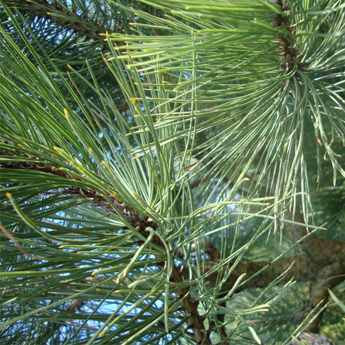 Pinus contorta var. Contorta, Shore Pine