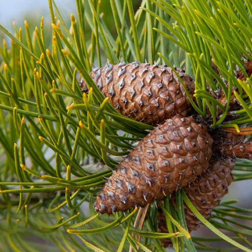 Pinus contorta var. Latifolia, Lodgepole Pine