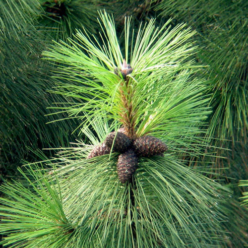 Pinus ponderosa, Ponderosa Pine