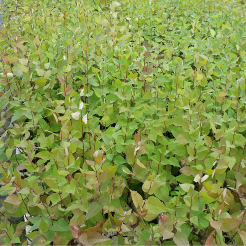 Populus tremuloides, Trembling Aspen