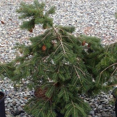 Pseudotsuga menziesii (Interior),  Interior Douglas Fir