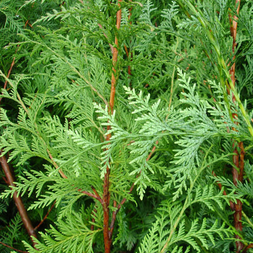 Thuja plicata, Red Cedar