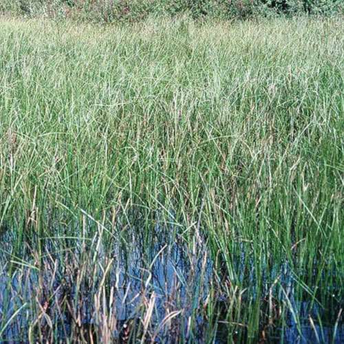 Carex exsiccata, Inflated Sedge