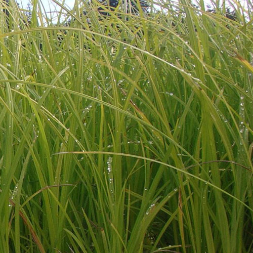 Carex lyngbyei, Lyngby&#39;s Sedge
