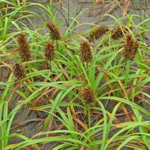 Carex macrocephala, Large Headed Sedge
