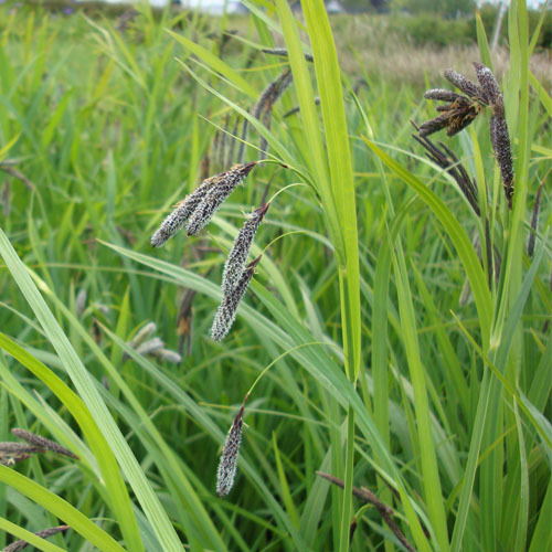 Carex mertensii, Merten&#39;s Sedge