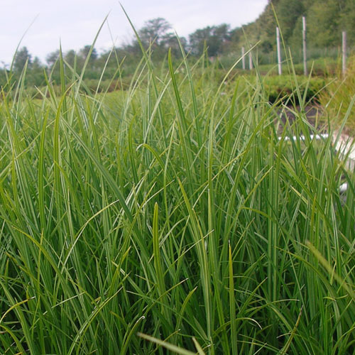 Carex obnupta, Slough Sedge