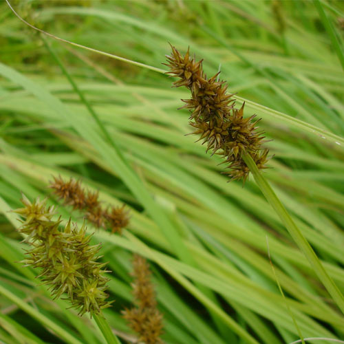 Carex rostrata, Beaked Sedge