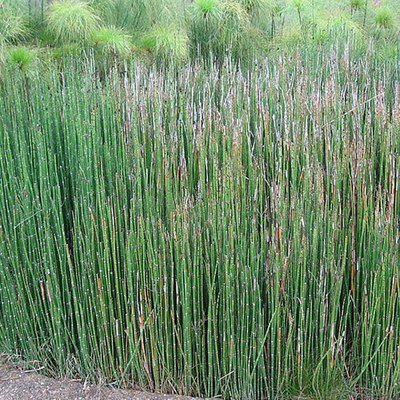 Equisetum hymale, Scouring Rush