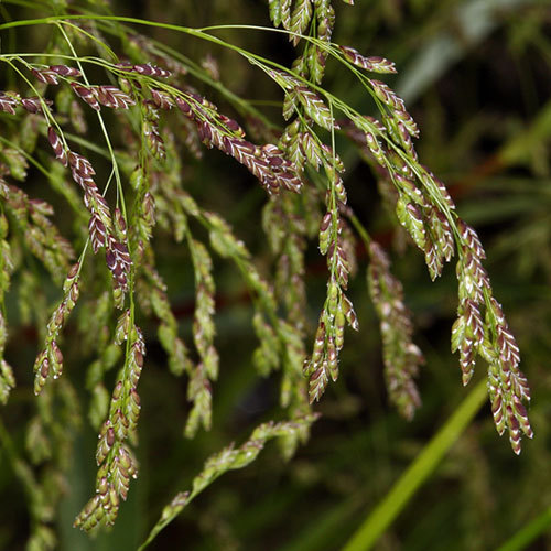 Glyceria elata, Tall Mannagrass