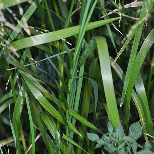 Glyceria grandis, Reed Mannagrass