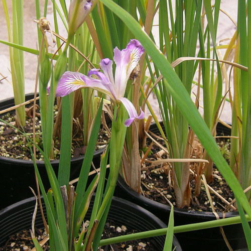 Iris douglasiana, Douglas Iris
