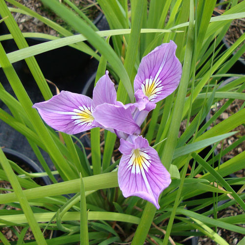 Iris missouriensis, Western Blue Iris