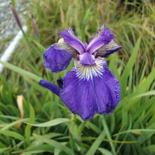 Iris setosa, Wild Flag Iris