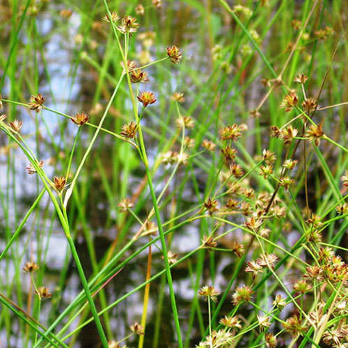 Juncus acuminatus, Tapered Rush