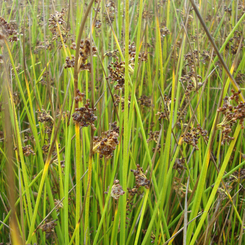 Juncus effusus, Common Rush
