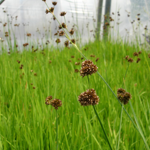 Juncus ensifolius, Dagger-Leaved Rush