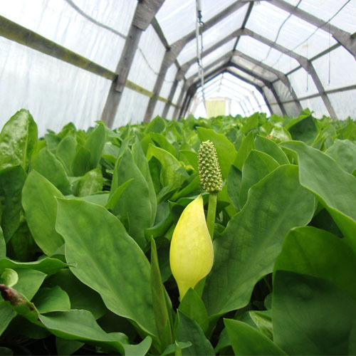 Lysichiton americanum, Skunk Cabbage