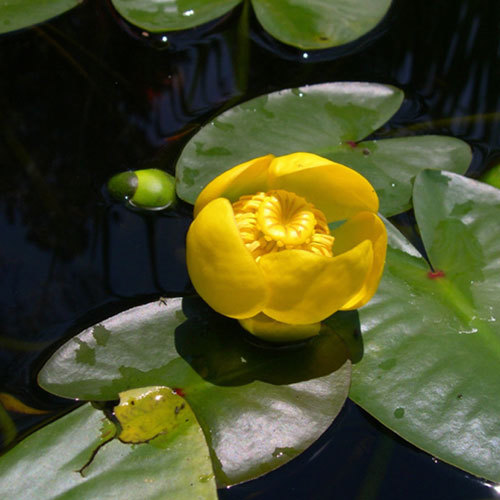 Nuphar luteum polysepalum, Yellow Pond Lily