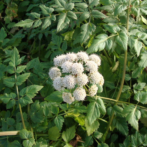 Oenanthe sarmentosa, Pacific Water Parsley
