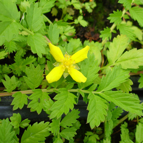 Potentilla anserina pacifica, Silverweed