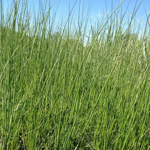 Scirpus (Schoenoplectus) acutus, Hard-Stemmed Bullrush